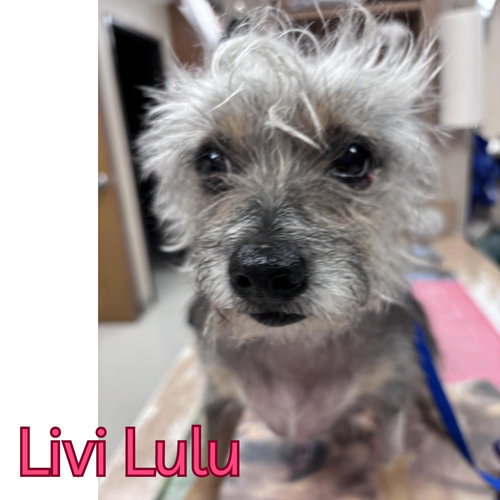 LIVI LULU - Terrier available for adoption