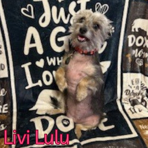 Livi Lulu, photo 9