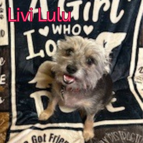 Livi Lulu photo 6