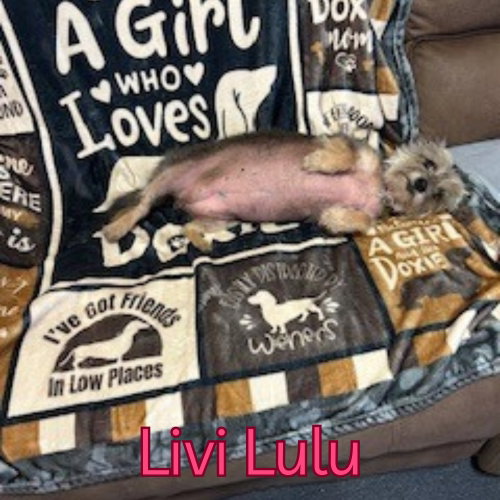 Livi Lulu, photo 11