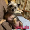 Livi Lulu - Photo 4