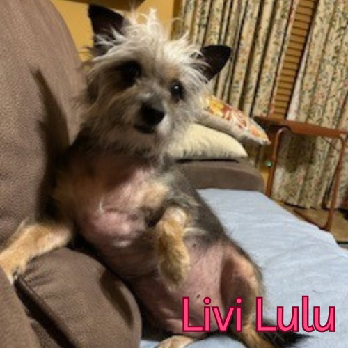 Livi Lulu, photo 8