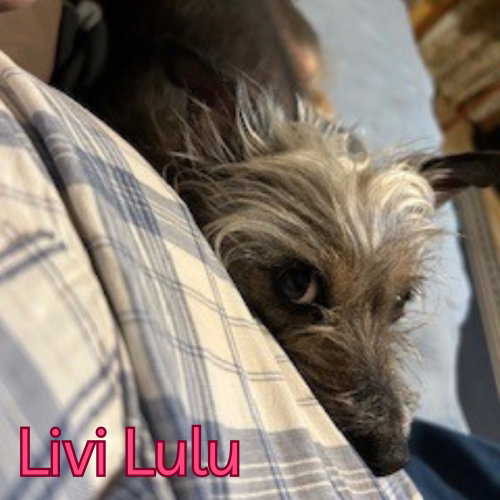 Livi Lulu, photo 12
