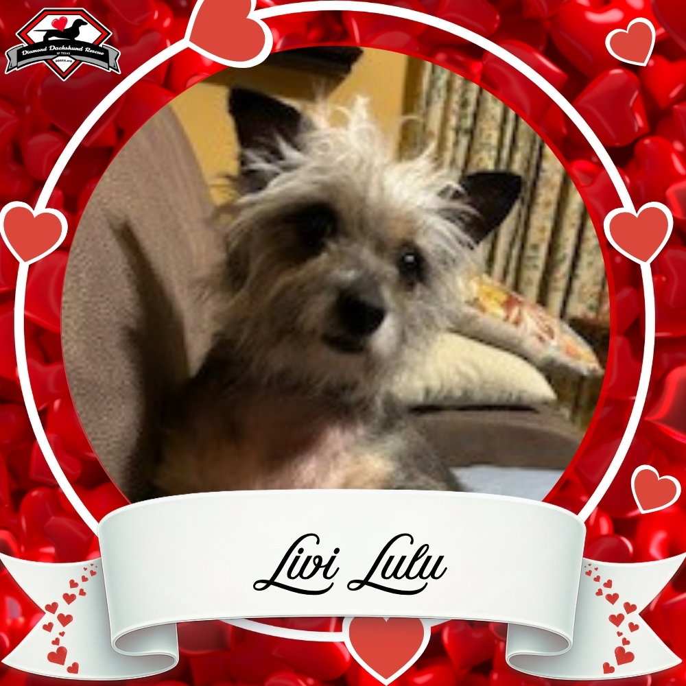 Livi Lulu Image