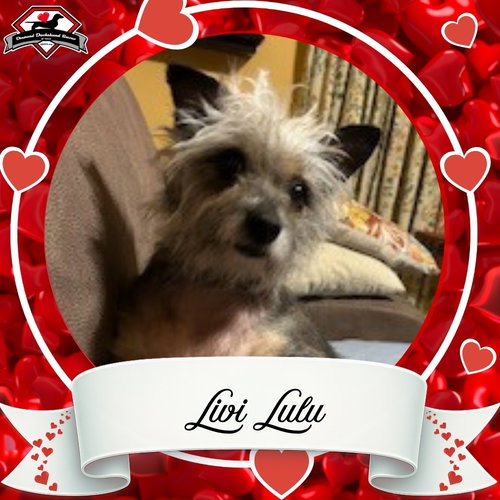LIVI LULU - Terrier available for adoption