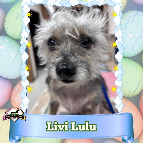 Livi Lulu, an adoptable Terrier in San Antonio, TX