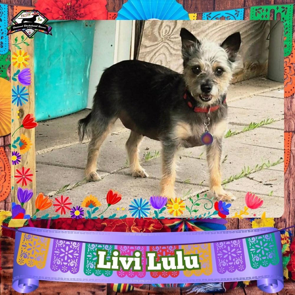 Livi Lulu