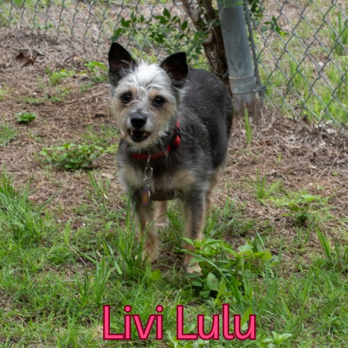Livi Lulu, photo 7