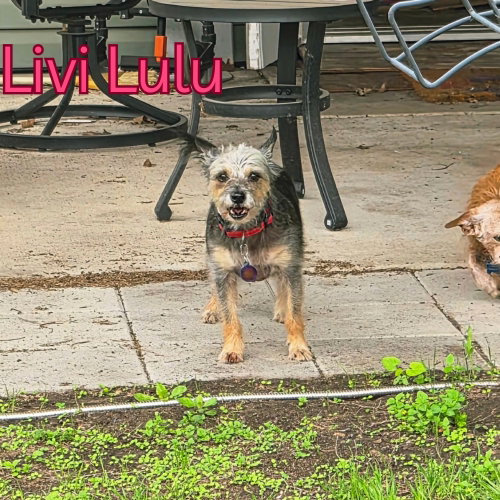 Livi Lulu, photo 14