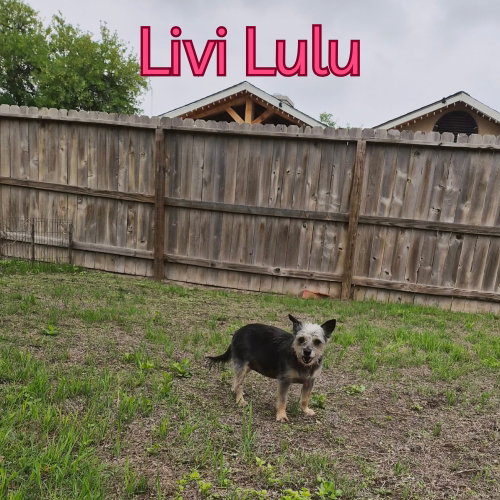 Livi Lulu, photo 15