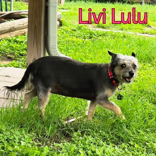 Livi Lulu, photo 16