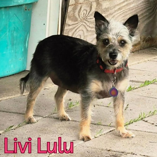 Livi Lulu, photo 17