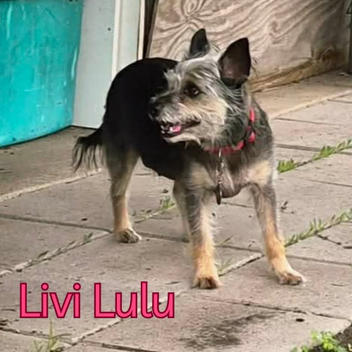 Livi Lulu, photo 18