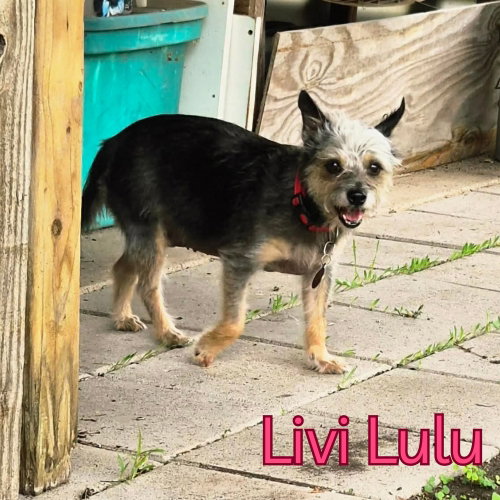 Livi Lulu, photo 19