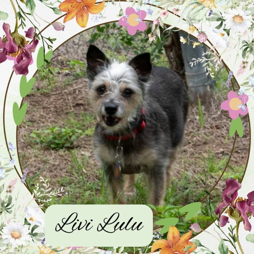 Livi Lulu, an adoptable Terrier in San Antonio, TX