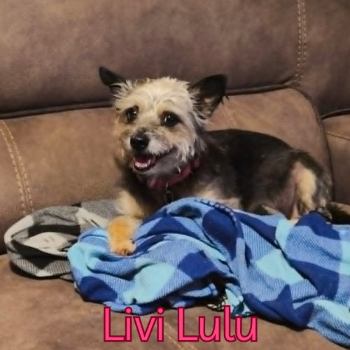 Livi Lulu photo 2