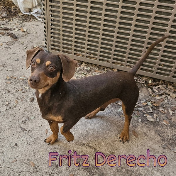 Fritz Derecho