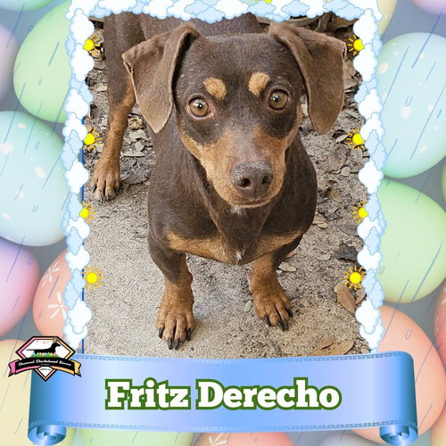 Fritz Derecho, an adoptable Dachshund in San Antonio, TX