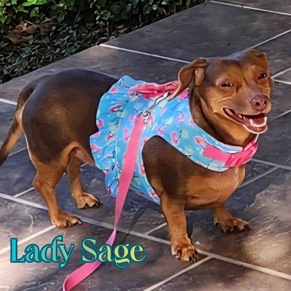Lady Sage
