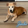 Jimbo - Photo 7