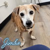 Jimbo - Photo 8