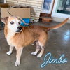 Jimbo - Photo 9