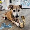 Jimbo - Photo 4