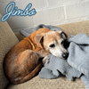 Jimbo - Photo 5