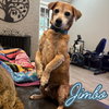 Jimbo - Photo 6