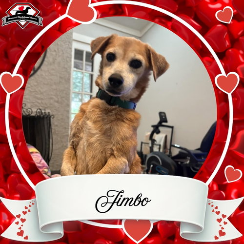 JIMBO - Dachshund available for adoption