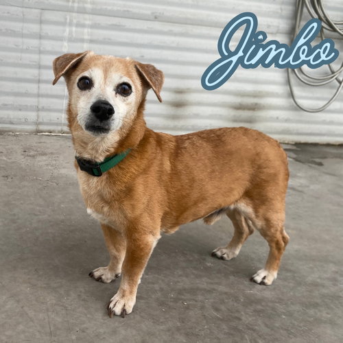 JIMBO - Dachshund available for adoption