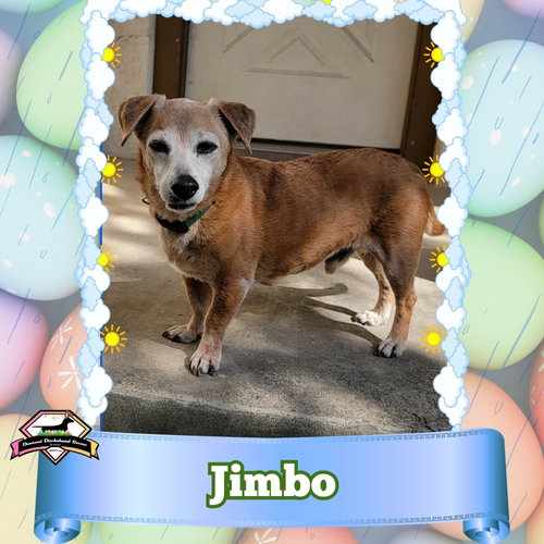 Jimbo, an adoptable Dachshund in San Antonio, TX