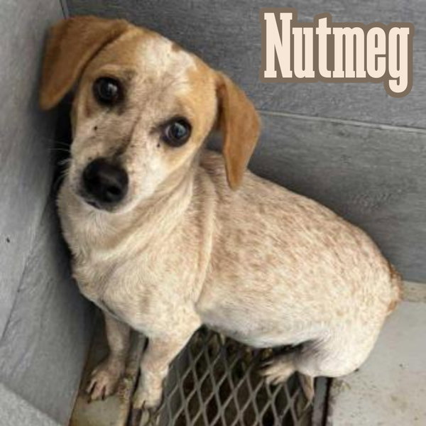 Nutmeg Cider