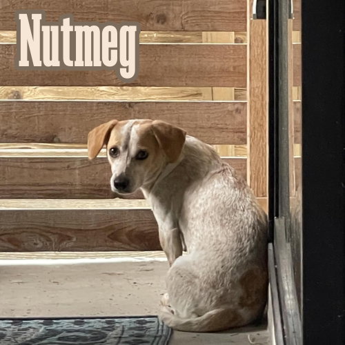 Nutmeg Cider photo 5