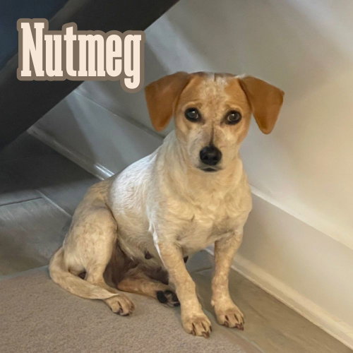 Nutmeg Cider photo 6