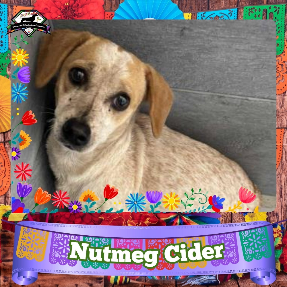 Nutmeg Cider