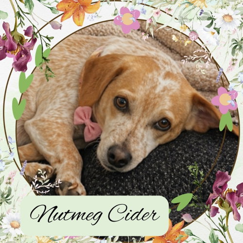 Nutmeg Cider, an adoptable Dachshund in San Antonio, TX