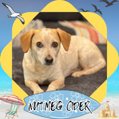 Nutmeg Cider