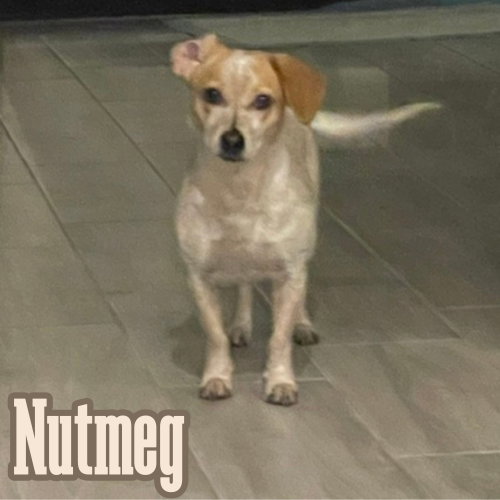 Nutmeg Cider photo 3