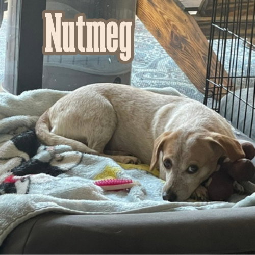 Nutmeg Cider photo 4