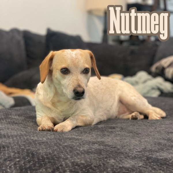 Nutmeg Cider