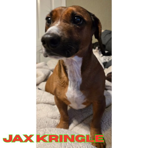 Jax Kringle photo 3