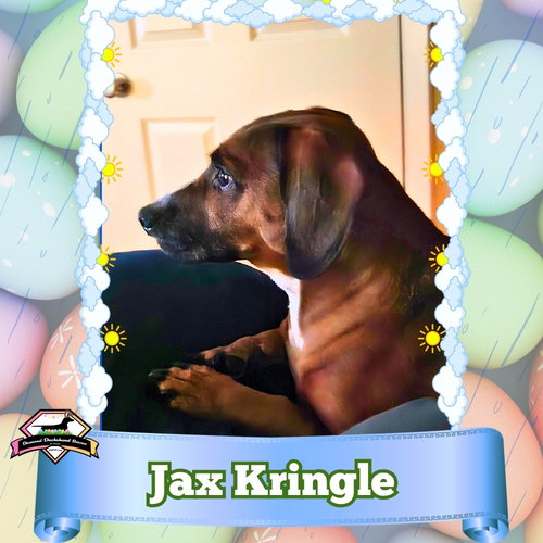 Jax Kringle, an adoptable Dachshund in San Antonio, TX