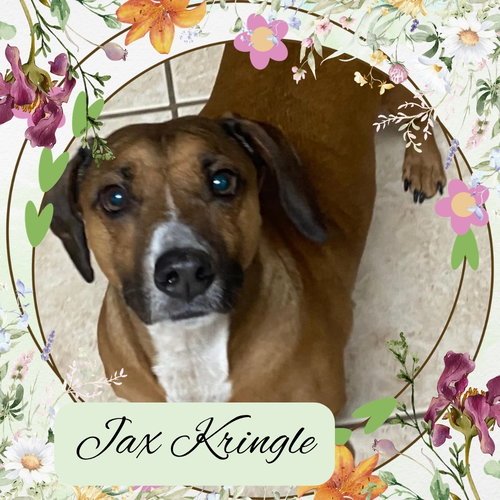 Jax Kringle, an adoptable Dachshund in San Antonio, TX