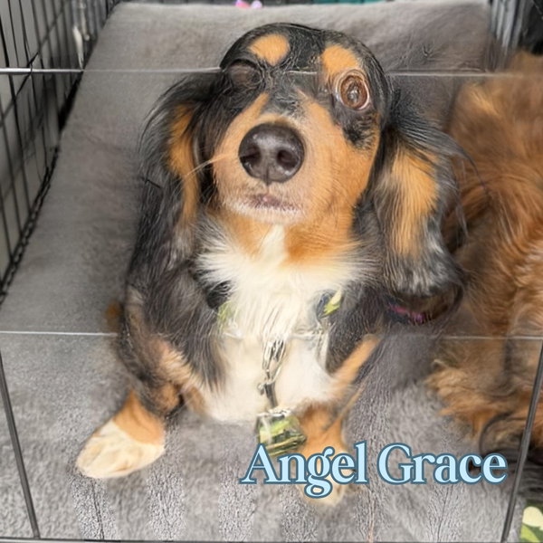 Angel Grace