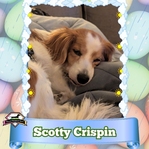Scotty Crispin, an adoptable Dachshund in San Antonio, TX