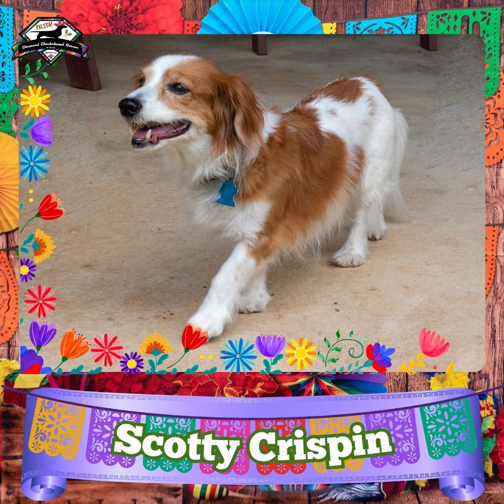 Scotty Crispin