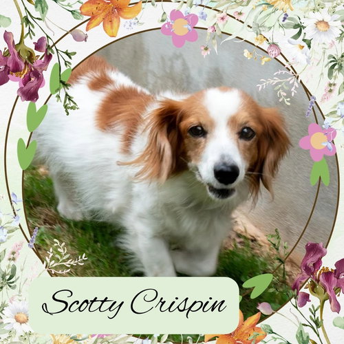 Scotty Crispin, an adoptable Dachshund in San Antonio, TX