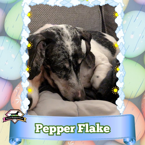 Pepper Flake, an adoptable Dachshund in San Antonio, TX