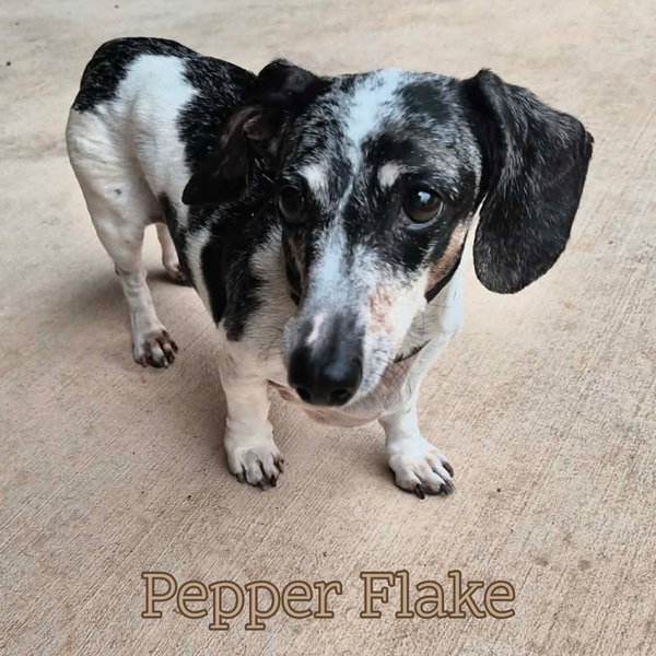 Pepper Flake
